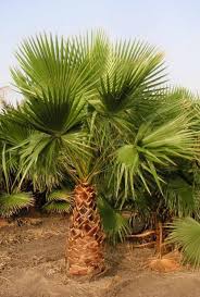 Il se distingue par une croissance très rapide et par un port plein de prestance. Washingtonia Robusta Palmier Eventail Perfect Plants Palm Tree Types Mexican Fan Palm