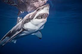 Find over 100+ of the best free great white shark images. How Many Great White Sharks Are Doing It In Australia