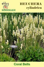 Image result for Heuchera cylindrica Greenfinch