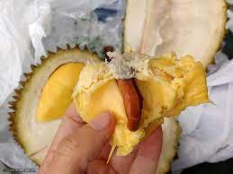 Ciri dan perbedaan durian musangking bawor ochee montong super tembaga namlung. Ini Asal Usul Dan Ciri Durian Musang King Yang Tersohor Lezat Rasanya