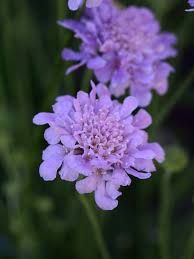 Image result for Scabiosa