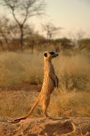 Meercat Namibia Animals Wild Meerkat Animals