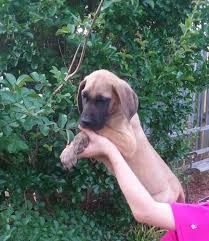 Great dane puppies in ohio. Great Dane Puppies For Sale In Jasper Georgia Classified Americanlisted Com