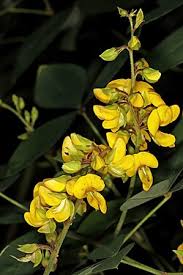 Image result for Argyrolobium tomentosum