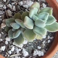 Plant database entry for echeveria (echeveria pulvinata 'frosty') with 3 images, one comment, and 22 data details. Echeveria Pulvinata Var Frigida Echeveria Pulvinata Frosty In Gardentags Plant Encyclopedia