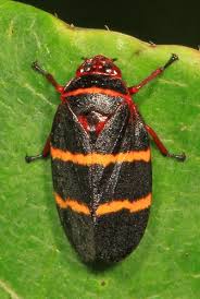 Image result for Oxyrhachis