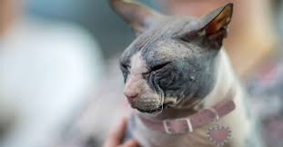 The sphynx cat is an energetic, acrobatic performer who loves to show off for attention. Hairless Cats Breeds Info And Facts Petfinder