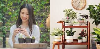 Tanaman hias selanjutnya yang bisa anda jadikan pilihan sebagai dekorasi dalam rumah minimalis yaitu tanaman pachira. 7 Tips Menata Tanaman Hias Di Dalam Rumah