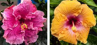 Hibiscus Main Jpg 538 253 Hibiscus Plant Plants Hibiscus