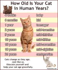 The calculation is based on the comparative ages when cats and humans reach maturity. Your Cat Is Growing Older Care With Love Cat Ages Cats Cat Years