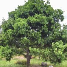 Image result for Afrocarpus falcatus