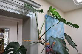 Learn how to spot the differences! How To Root Monstera Cuttings The Tea Break Gardener
