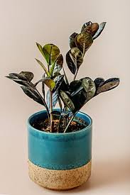 Image result for Zamiokulkas Zamioculcas