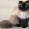 Book an appointment to meet adoptable cats. Https Encrypted Tbn0 Gstatic Com Images Q Tbn And9gcq3d91yaadv5dmd21orujqbrgd3rumn97 Ijt621lkncymovnmh Usqp Cau