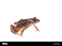 Image result for Maerua andradae