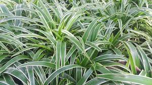 Image result for Chlorophytum filipendulum