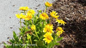 Image result for Rudbeckia hirta
