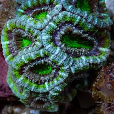 Image result for Polyspatha