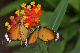 Image result for Stathmostelma gigantiflorum