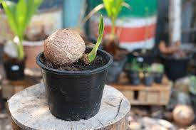 Ingin memiliki tanaman cantik di rumah? Cara Membuat Bonsai Kelapa Yang Bisa Dibuat Sendiri Di Rumah Bukareview