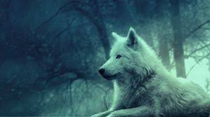 Here are only the best wolf hd wallpapers. Wolf Full Hd Hdtv Fhd 1080p Wallpapers Hd Desktop Backgrounds 1920x1080 Images And Pictures