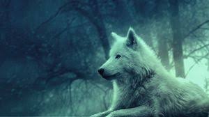 Each unsplash image was carefully curated and. Wolf Full Hd Hdtv Fhd 1080p Wallpapers Hd Desktop Backgrounds 1920x1080 Images And Pictures