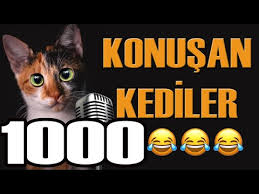 Konusan Kediler 0 En Komik Kedi Videolari Youtube