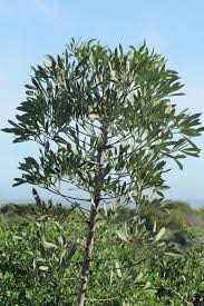 Image result for Cussonia corbisieri