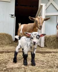 Mom Watches Over Her Baby Goat Baby Farm Animals Cute Goats Cute Baby Animals