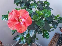Growing Hibiscus Indoors General Hibiscus Plant Care Hibiscus Plant Growing Hibiscus Hibiscus Tree