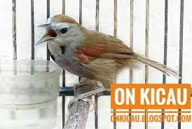 Maybe you would like to learn more about one of these? Suara Tepus Pipi Perak