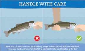 Guide To Catch And Release Fishing Fish Fishing Techniques Survival Fishing