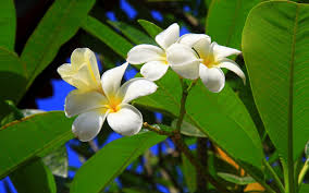 Free Tropical Flowers Wallpaper 21674 Flower Pot Design Beautiful Flowers Tropical Flowers