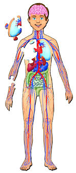 Anatomy arcade a fun interactive site with games that will help you learn the formal names, say, of muscles, bones, and such. Full Body Anatomy Picture Tags Human Anatomy Children S Book Human Anatomy For Kid Human Body Diagram Human Anatomy Picture Anatomy Images