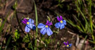 Image result for Monopsis decipiens