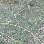 Image result for Maerua juncea