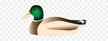 Choose any clipart that best suits your projects, presentations or other design work. Duck Clipart High Resolution Mallard Clipart Free Transparent Png Clipart Images Download