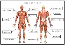 Human bodies have 206 different types of bones and each body part performs a different function. Aqa Gcse Physical Education Blank Muscles Worksheet Teaching Resources
