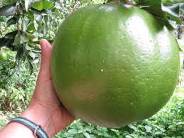 Untitled Document Tropical Frutas Arvores