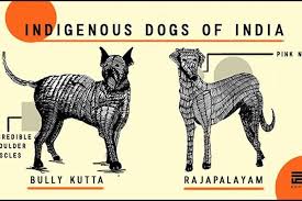 Indian dog breeds are found everywhere in the country, from a village to the busiest streets of indian cities, most popular indian dog breed is known as pariah dog,found all over continent. 12 Native Indian Dog Breeds That You Never Knew About Homegrown