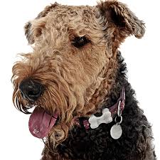 Puppyfinder.com is your source for finding an ideal puppy for sale near los angeles, california, usa area. Airedale Terrier Puppies For Sale Adoptapet Com
