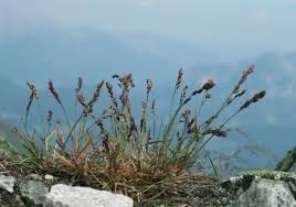 Image result for Alloeochaete geniculata