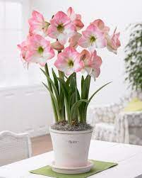 All About Amaryllis Amaryllis Bulbs Amaryllis Flowers Bulb Flowers
