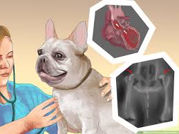 The french bulldog is a small breed of domestic dog. How To Exercise An English Bulldog 10 Steps With Pictures