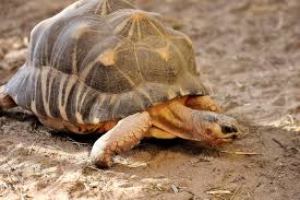 Prevalent in a particular locality, region, or population. Top 10 Endemic Animals Of Galapagos Islands