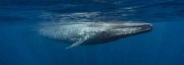 Check spelling or type a new query. How Earth S Biggest Animal Started Small Bbc Earth