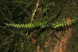 Image result for Vandenboschia