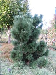 Maybe you would like to learn more about one of these? What Grows There Thunderhead Japanese Black Pine