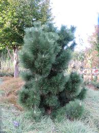We did not find results for: What Grows There Thunderhead Japanese Black Pine