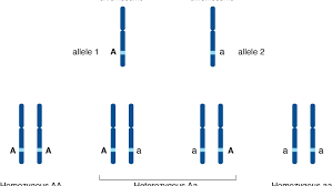 Alleles aren't always fully dominant or recessive to one another, but may instead display codominance or incomplete dominance. How Do Alleles Determine Traits In Genetics